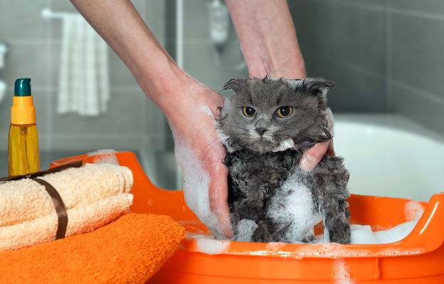 котка се къпе