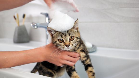 котка се къпе