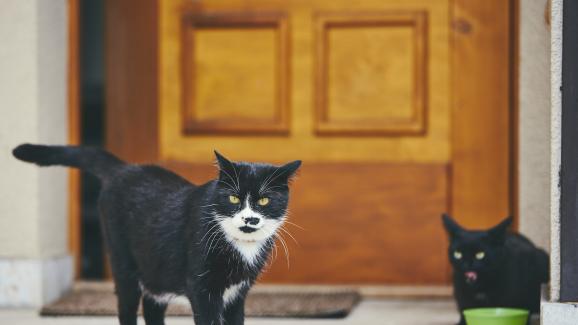 котешка храна