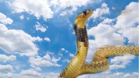 Капска кобра