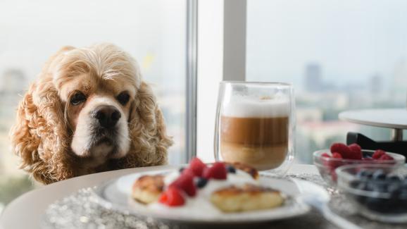 10 храни, които никога не бива да давате на кучето си