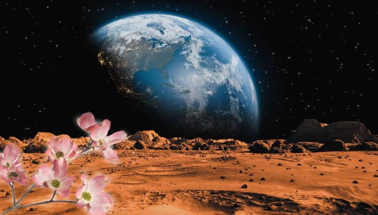 Марс - НА ЧЕРВЕНАТА ПЛАНЕТА: Розово растение изникнало на Марс