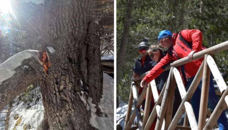 Байкушевата мура - Учени ще спасяват Байкушевата мура