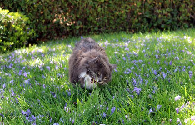 котка яде трева