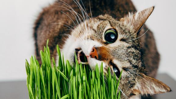 5 ползи за здравето от консумирането на котешка трева
