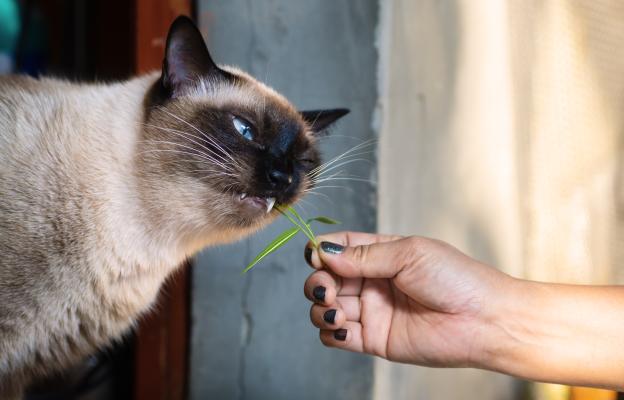 котка яде трева