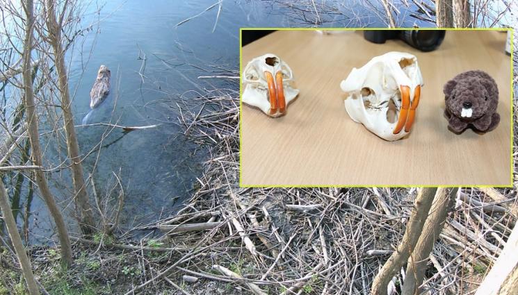 а - Учени искат включване на бобъра в Червената книга