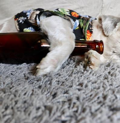 куче алкохол