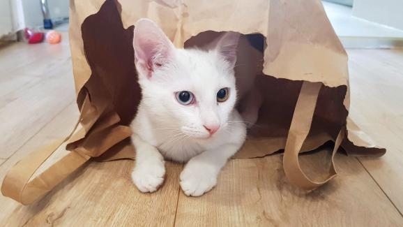 7 породи котки, които произхождат от Азия (СНИМКИ)