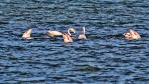 Гнездящо розово фламинго е забелязано за първи път на територията