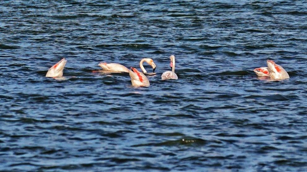 Гнездящо розово фламинго е забелязано за първи път на територията