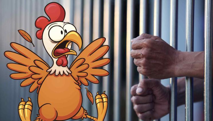 Кокошка затвор - СЪСЕДСКИ ВОЙНИ: Затвор за мъж изплашил до смърт кокошките на комшията си