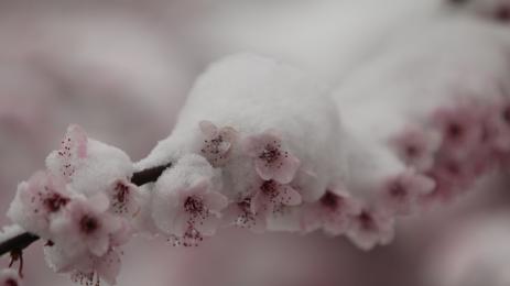 овошка пъпка