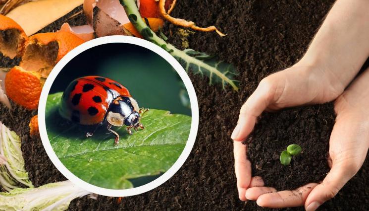 компост - Агро Телеграф: Бактерии се внасят заедно с компост или угнил тор