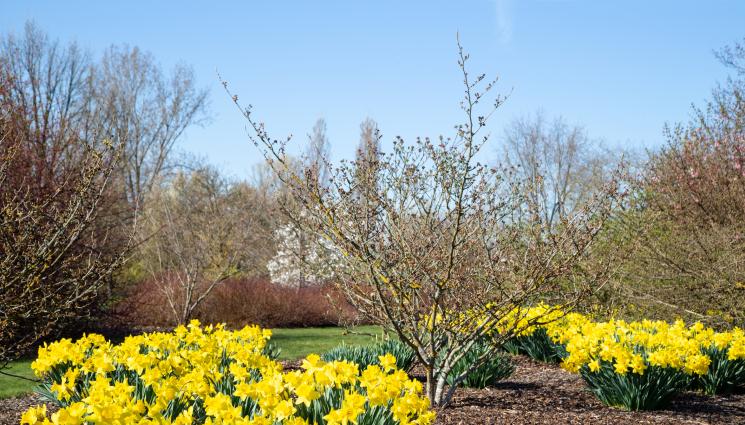 нарцис - Агро Телеграф: Не бързайте да махате листата на нарциса