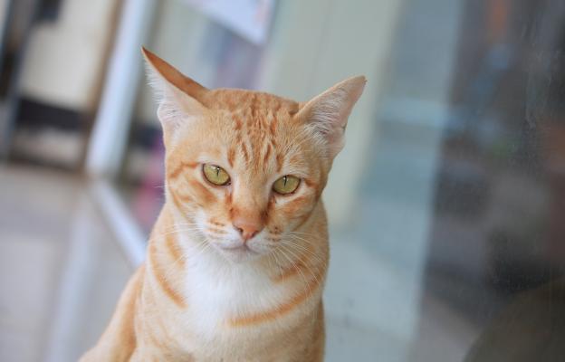 Оранжева котка