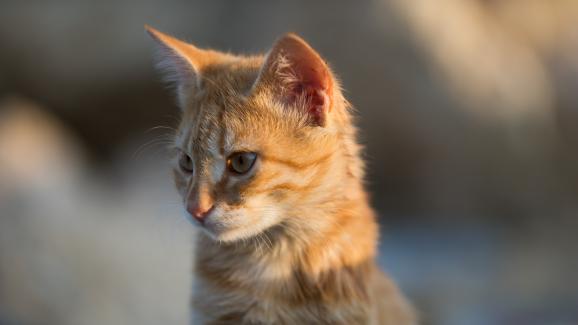 Оранжева котка