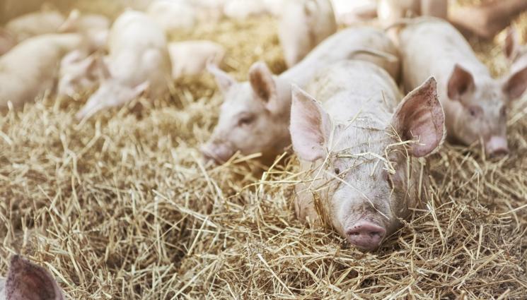 прасета - УЖАСЯВАЩА НАХОДКА: Трупове на прасета осеяха участък на