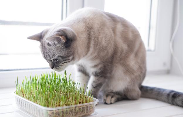 котка и котешка трева