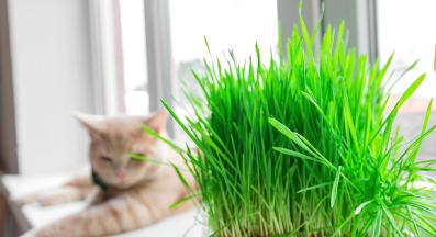 котка и котешка трева