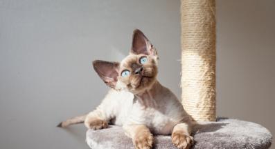 Корниш Рекс