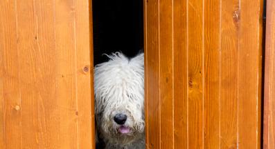 срамежливо куче