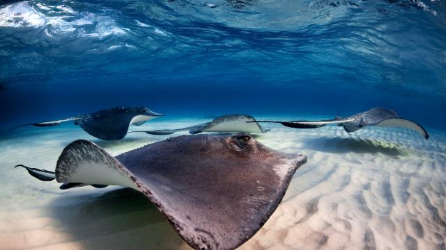 Десетки мъртви скатове са открити на плаж в Бразилия