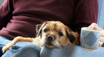 Бордър териер