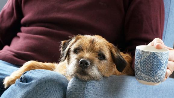 Бордър териер