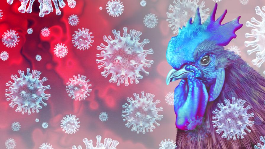 СЗО: Първи смъртен случай от подвариант на птичи грип в Китай