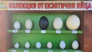 В Зоопарк Бургас подреждат уникална колекция от екзотични яйца на диви
