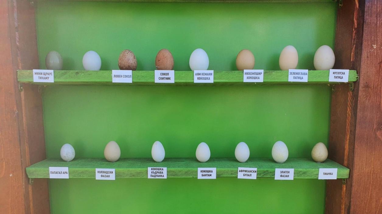 Показват екзотични яйца на птици от цял свят