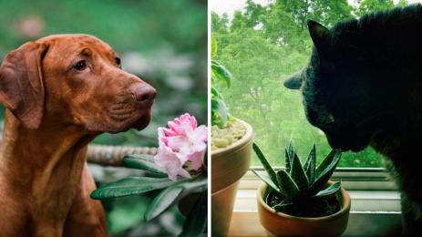 златно време