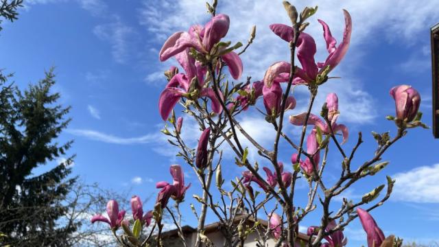 Легенда за красотата на магнолията (СНИМКИ)