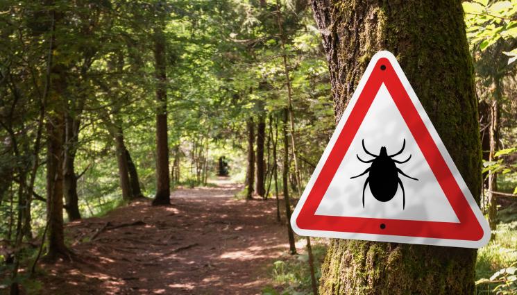 кърлежи - Вадят ни кърлежа срещу 50 лева