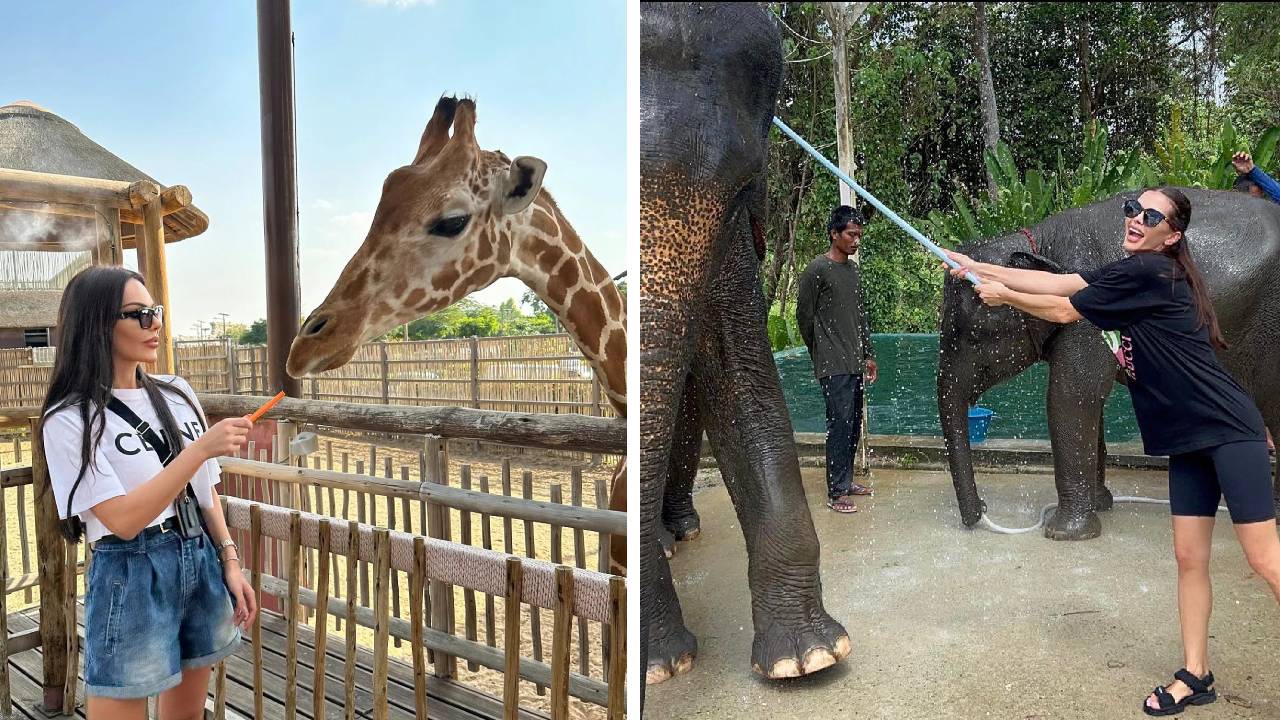 звезди животни