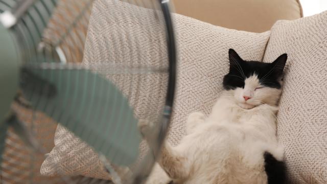 Канадка похарчи 4000 долара за мебели на котките си