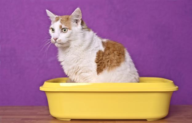 котка и котешка тоалетна