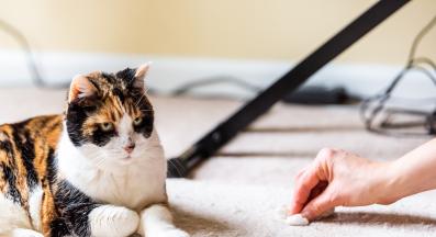 котка и котешка тоалетна