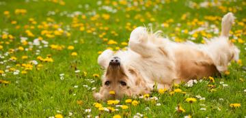 6 пролетни опасности за кучетата, за които да внимавате