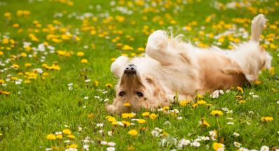 куче пролет