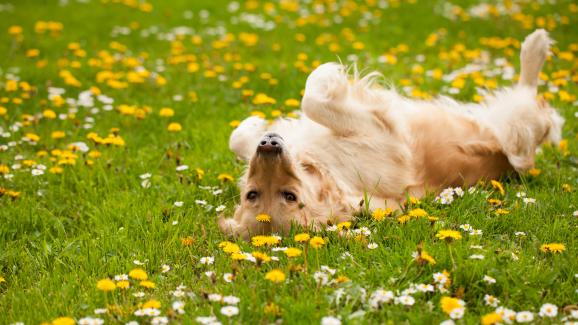 6 пролетни опасности за кучетата, за които да внимавате