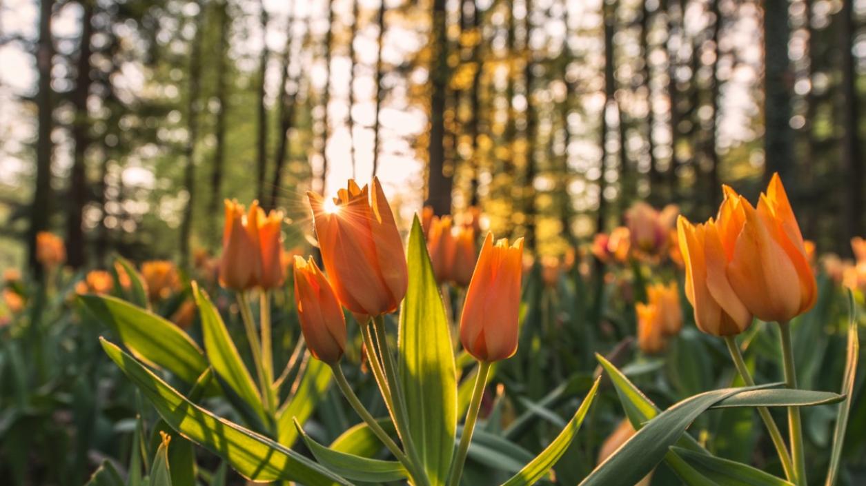 Близо 850 хиляди цветя красят парковете и градините в София тази пролет