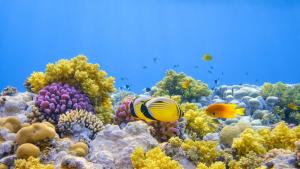 Научна експедиция откри неизвестен досега коралов риф с богата фауна