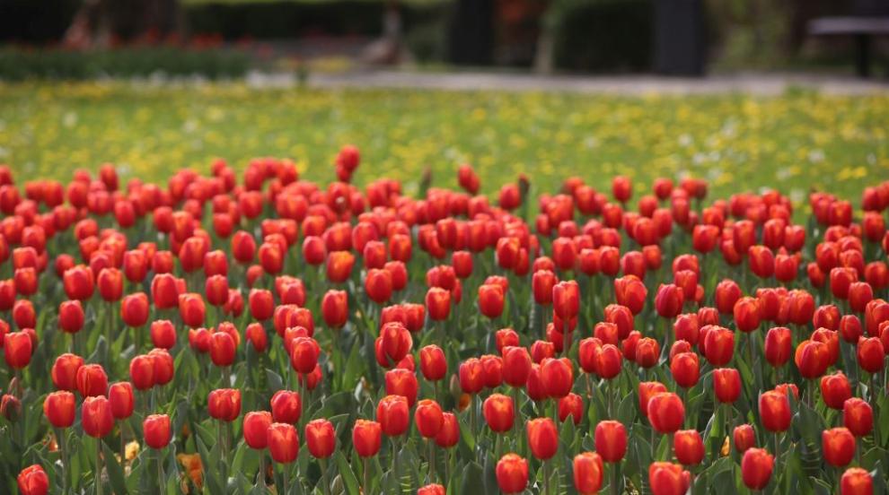 Цветни килими от лалета и теменужки се разстилат в пролетна София (ГАЛЕРИЯ)