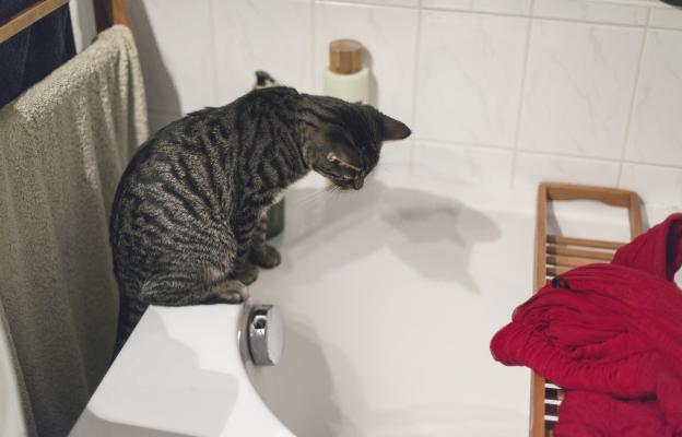 котка в банята