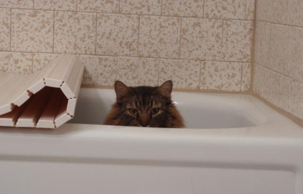 котка в банята
