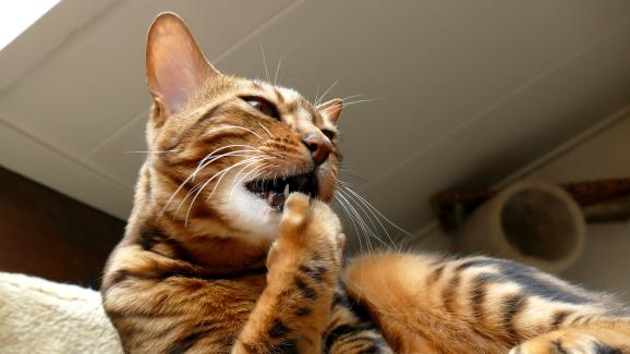 Какво да направите, ако котката дъвче и дърпа ноктите си