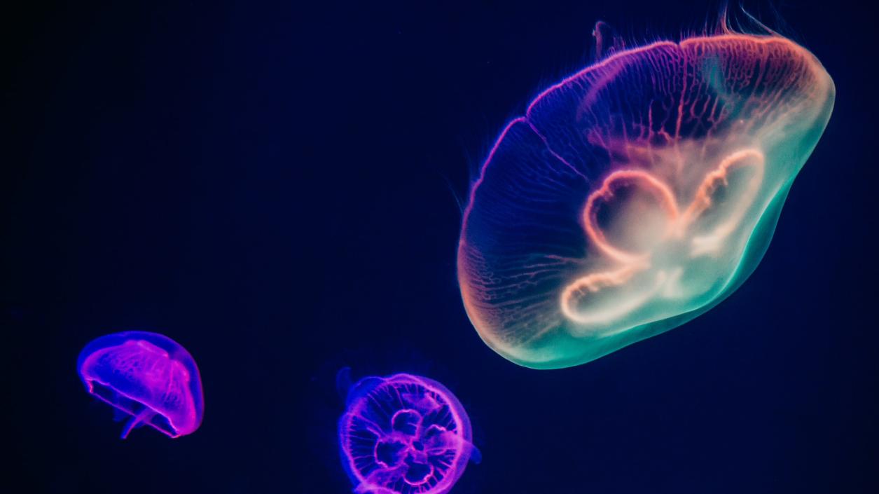 Учени откриха нов вид медуза