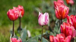 лалета Бургас